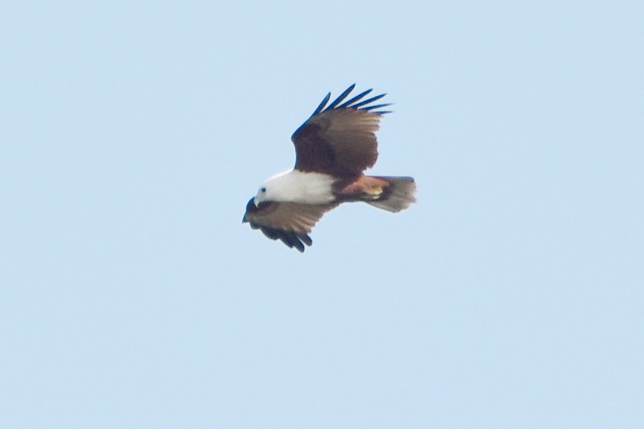 Brahminy Kite - ML624383926