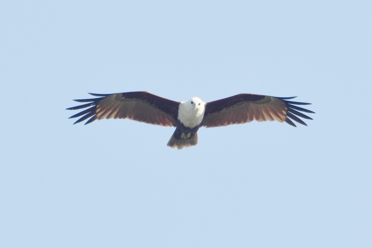 Brahminy Kite - ML624383927