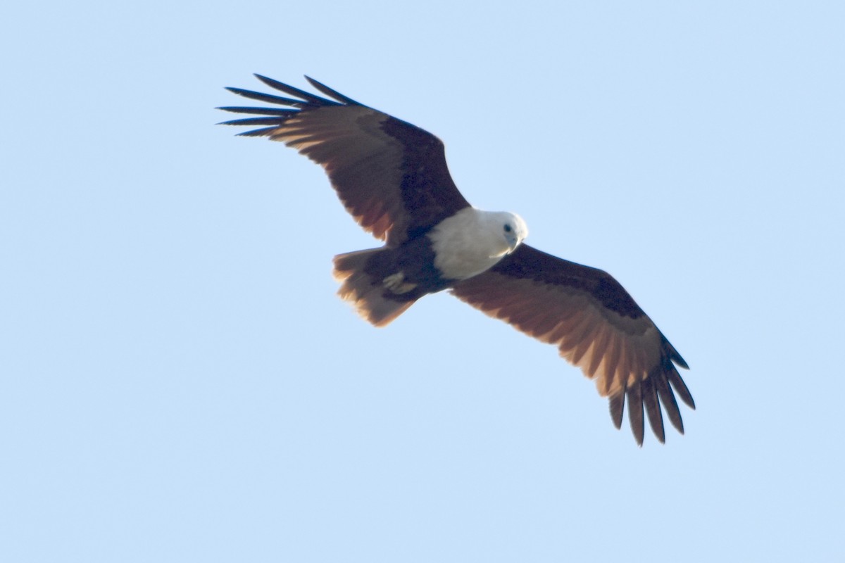 Brahminy Kite - ML624383928