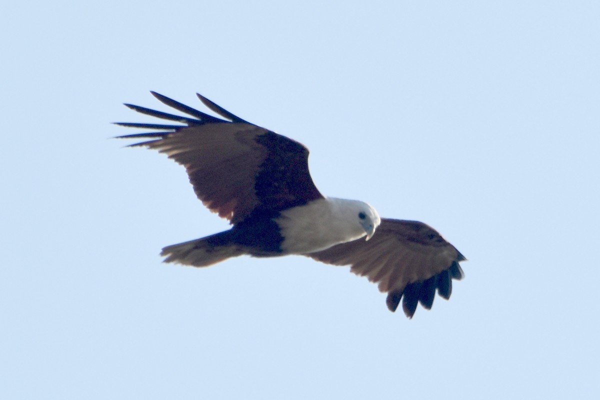 Brahminy Kite - ML624383929