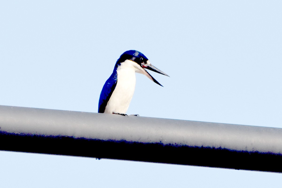 Forest Kingfisher - ML624383932