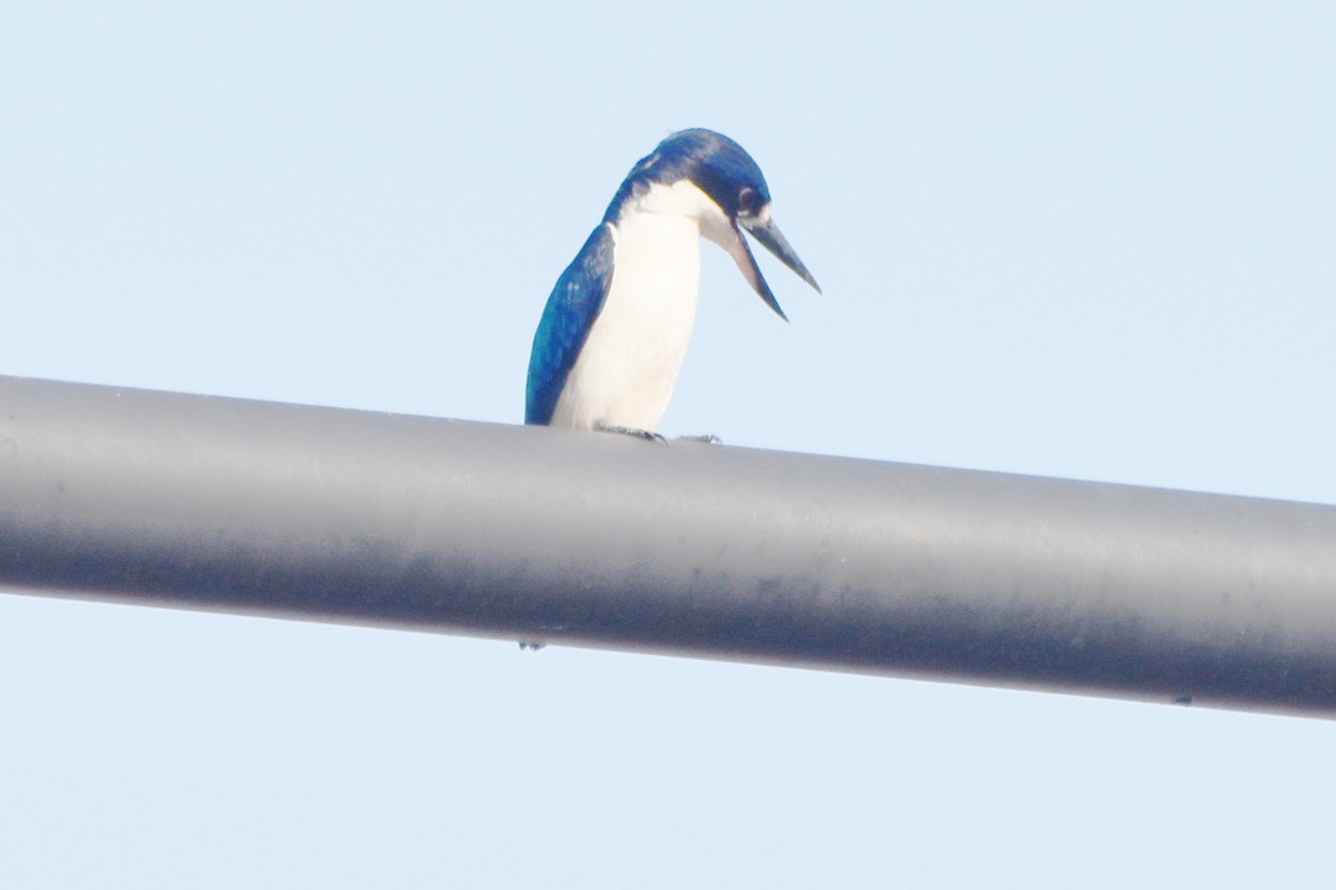 Forest Kingfisher - ML624383933