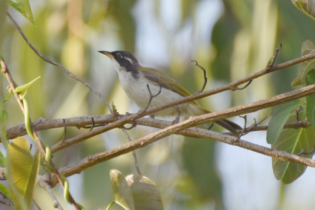 White-throated Honeyeater - ML624383934