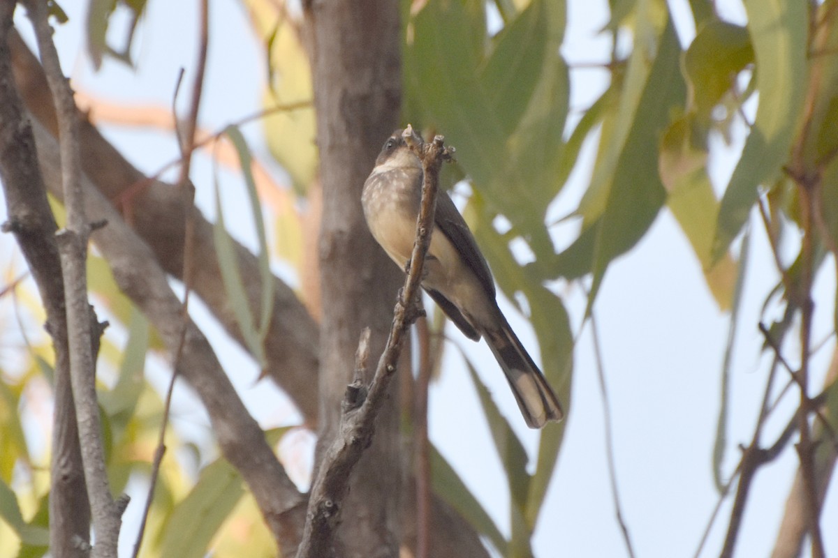 Northern Fantail - ML624383997