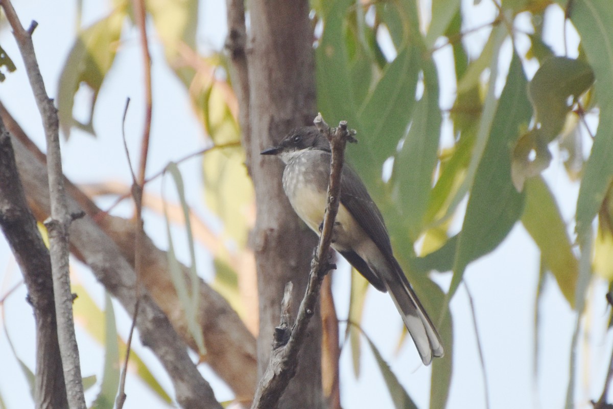 Northern Fantail - ML624383998