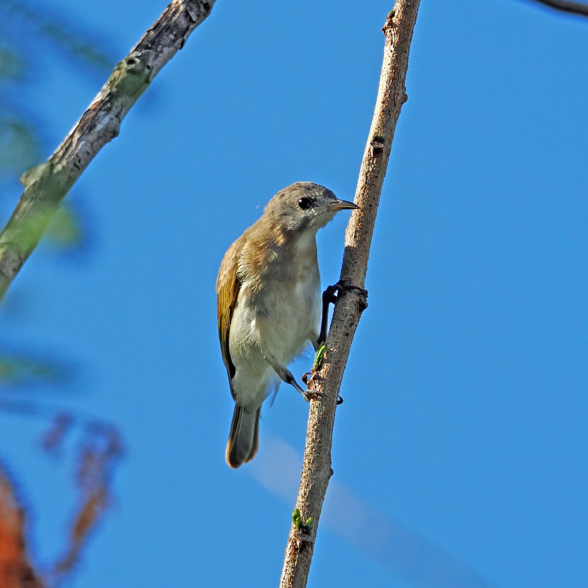 Rufous-banded Honeyeater - ML624384011