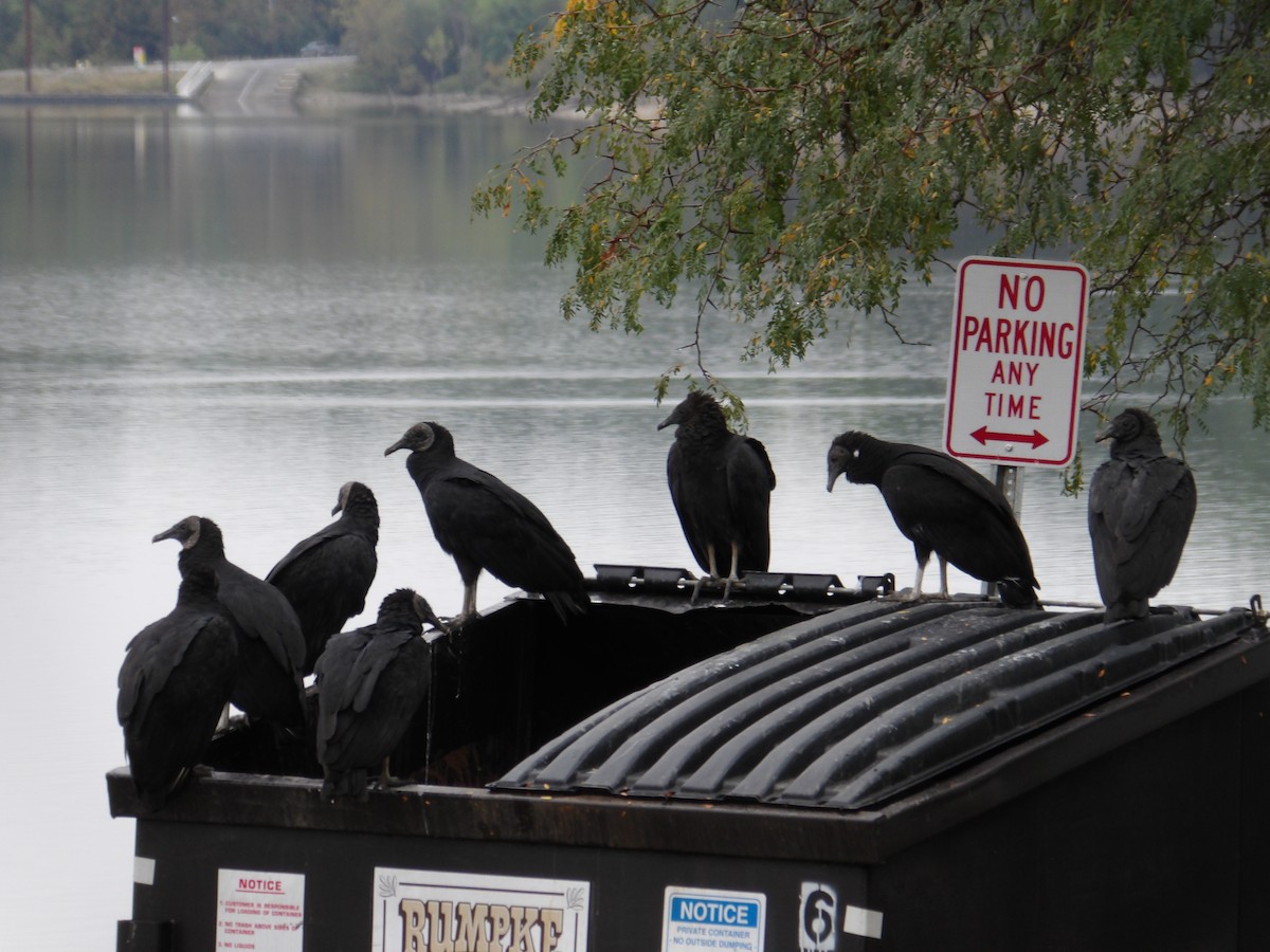 Black Vulture - ML624384040