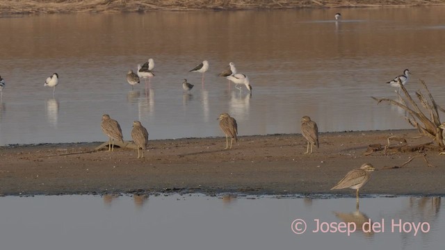 Senegal Thick-knee - ML624384051
