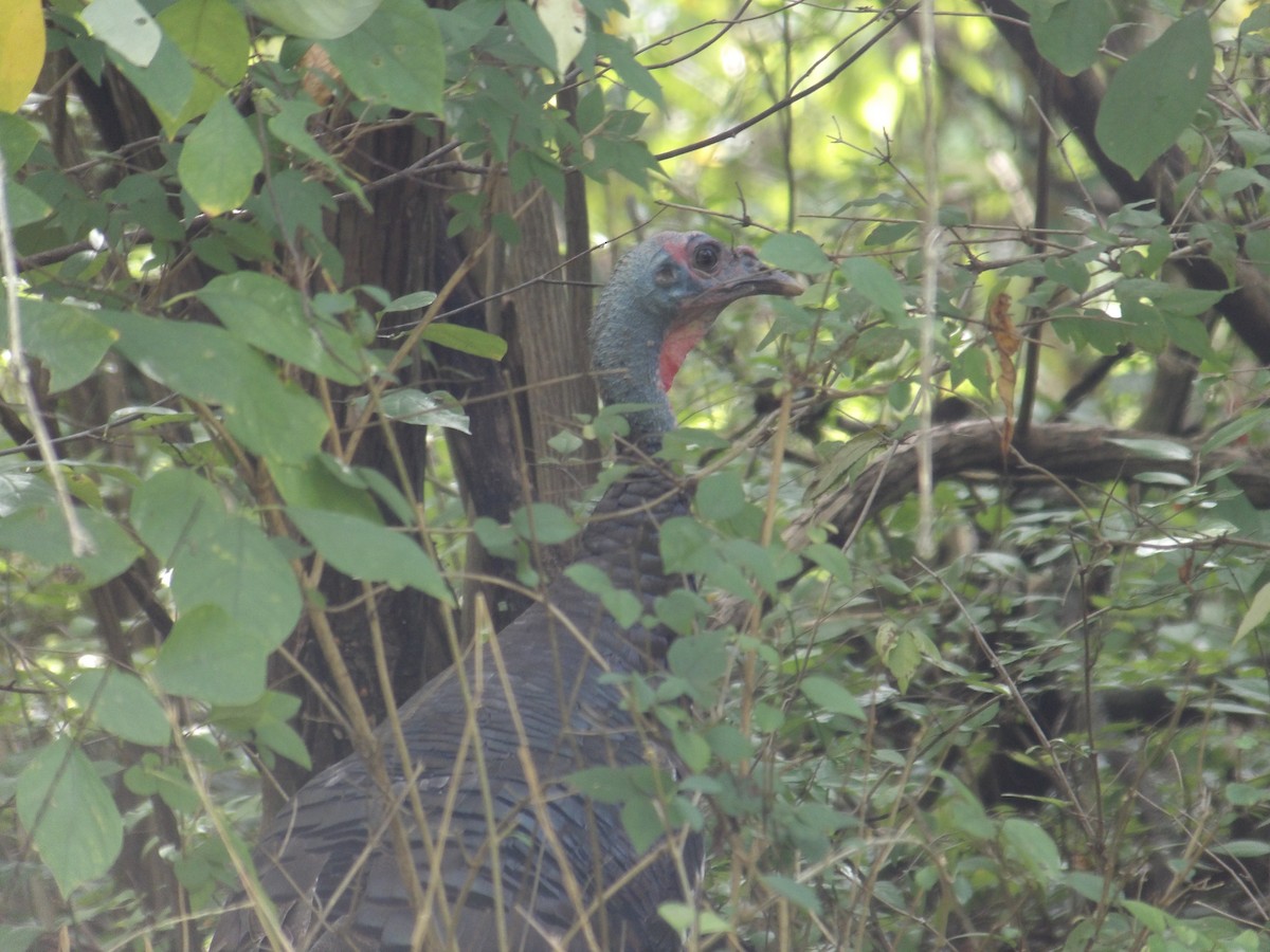 Wild Turkey - ML624384067