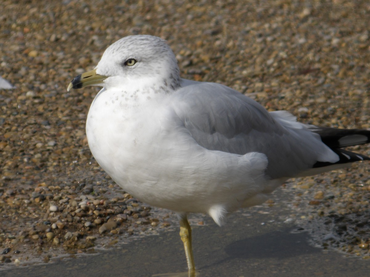 Ring-billed Gull - ML624384080