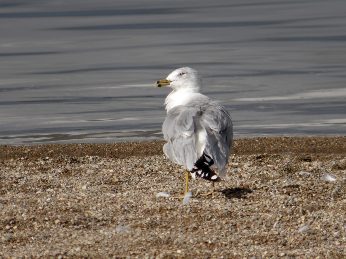 Ring-billed Gull - ML624384085