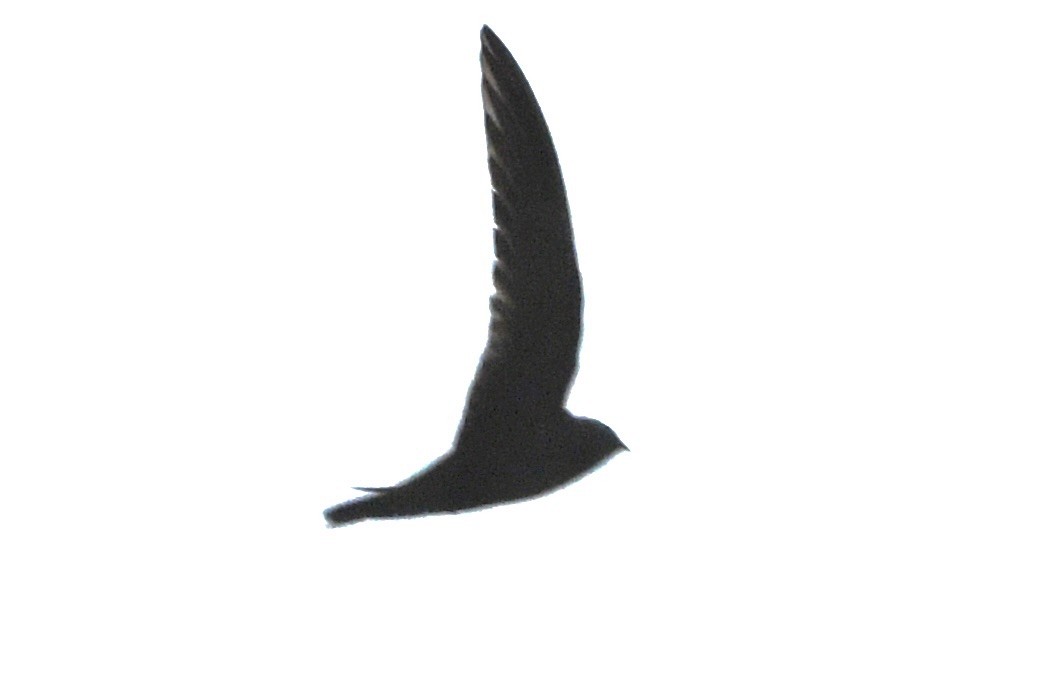 Black Swift - ML624384125