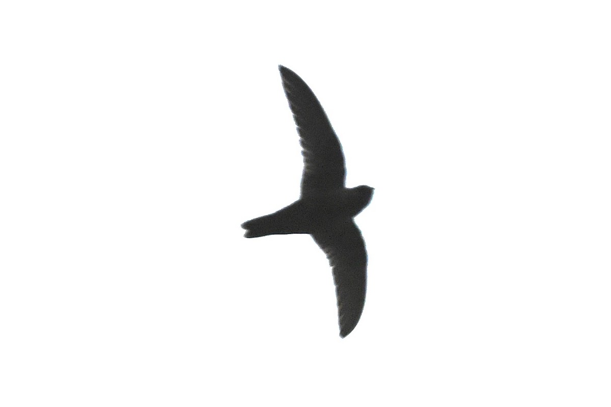 Black Swift - ML624384127