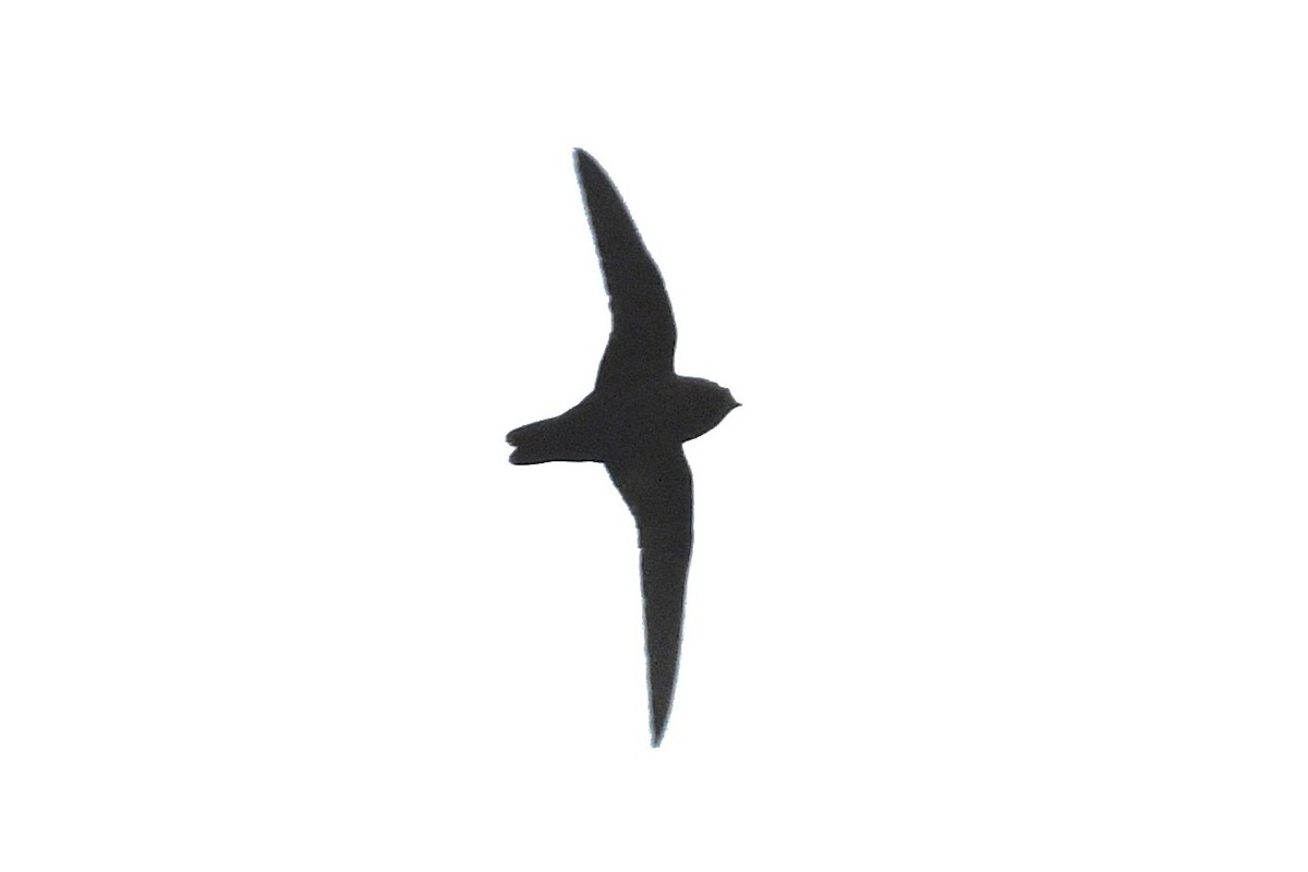 Black Swift - ML624384128