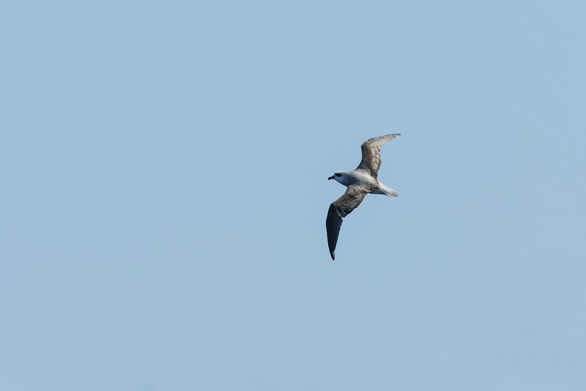 White-headed Petrel - ML624384234