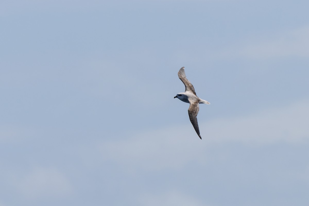 White-headed Petrel - ML624384235
