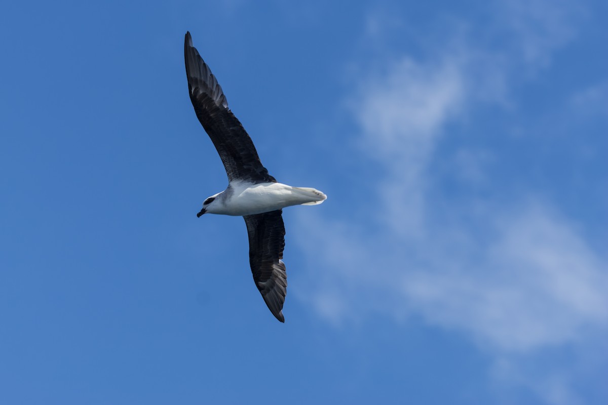 White-headed Petrel - ML624384236
