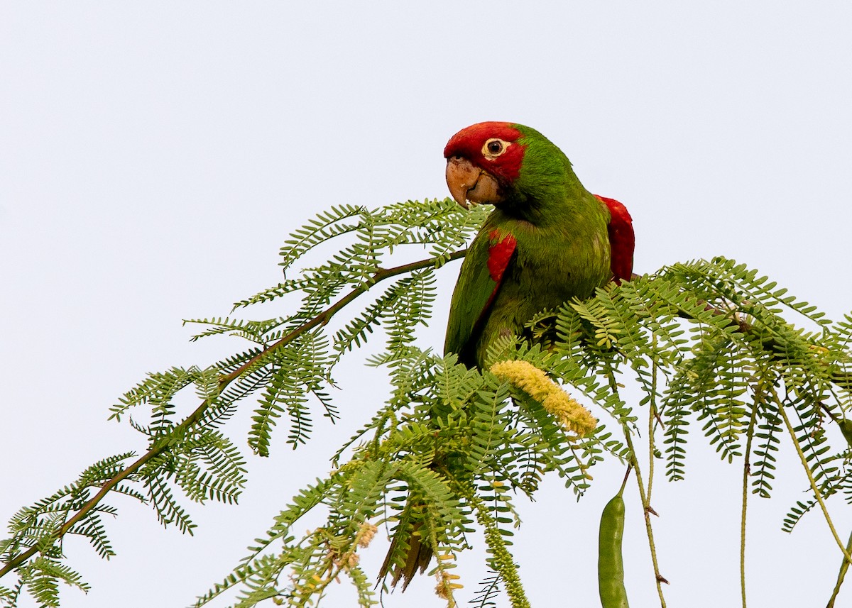 オナガアカボウシインコ - ML624384254