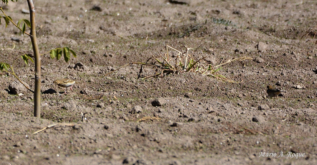 Tawny Pipit - Mário Roque