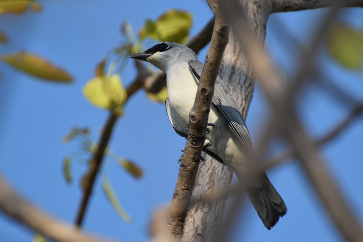 White-bellied Cuckooshrike - ML624384275