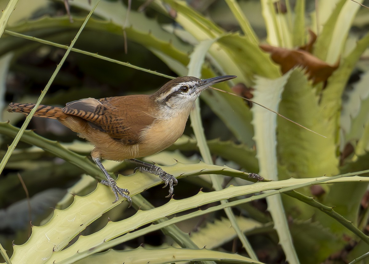 Long-billed Wren - ML624384424