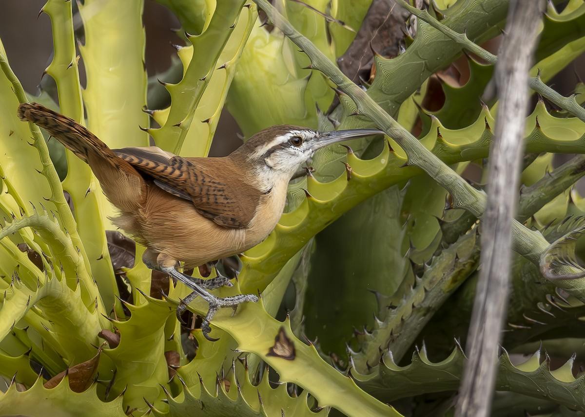 Long-billed Wren - ML624384425