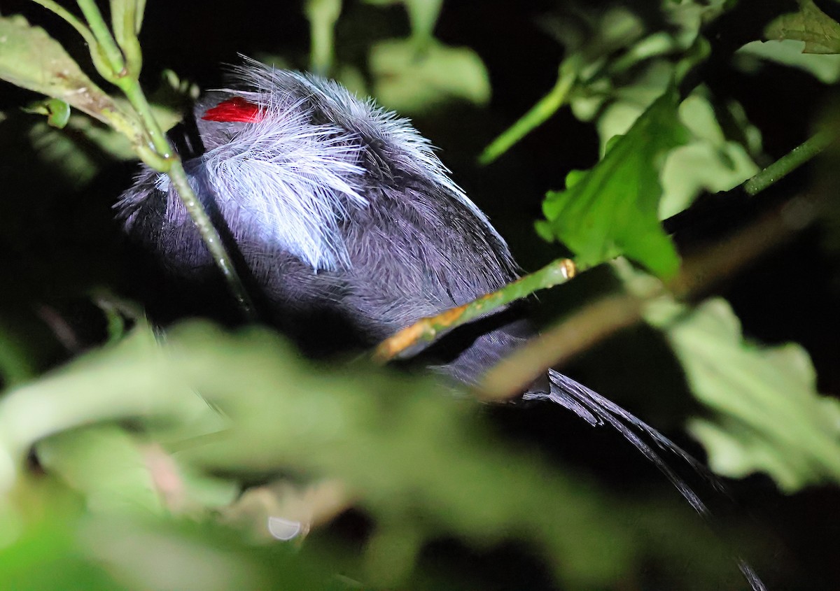 Long-tailed Manakin - ML624384782