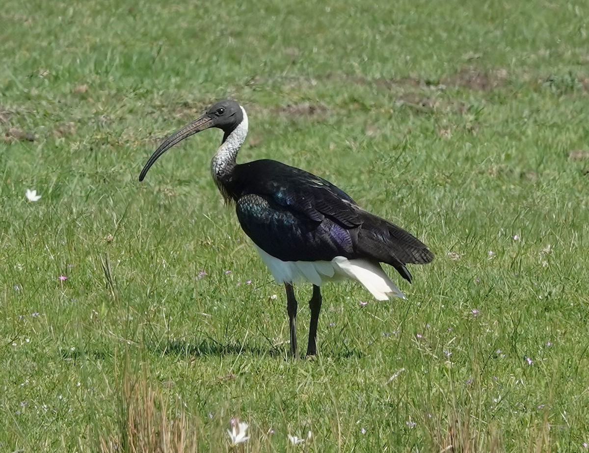 Straw-necked Ibis - ML624384872