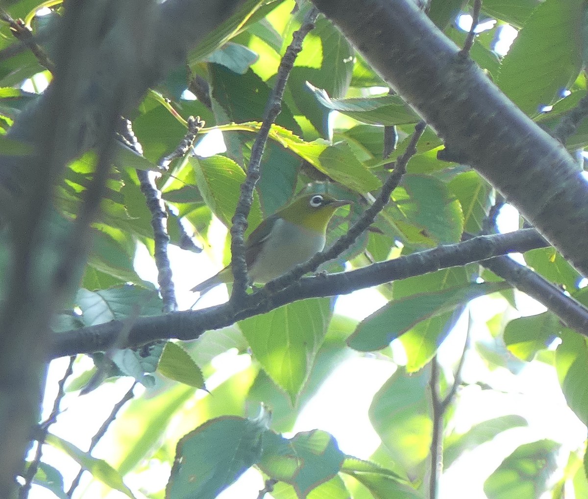 Chestnut-flanked White-eye - ML624385134