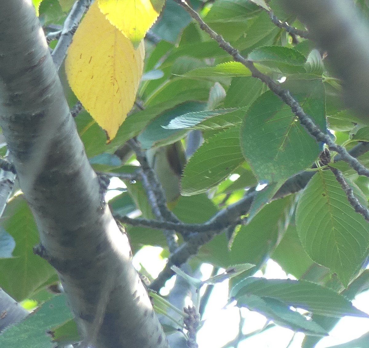 Chestnut-flanked White-eye - ML624385135