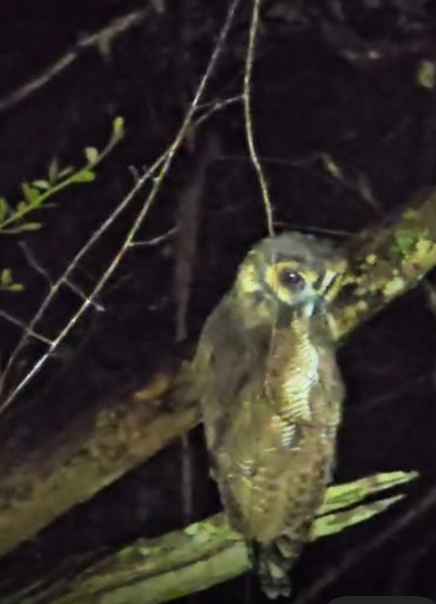 Brown Wood-Owl - ML624385388