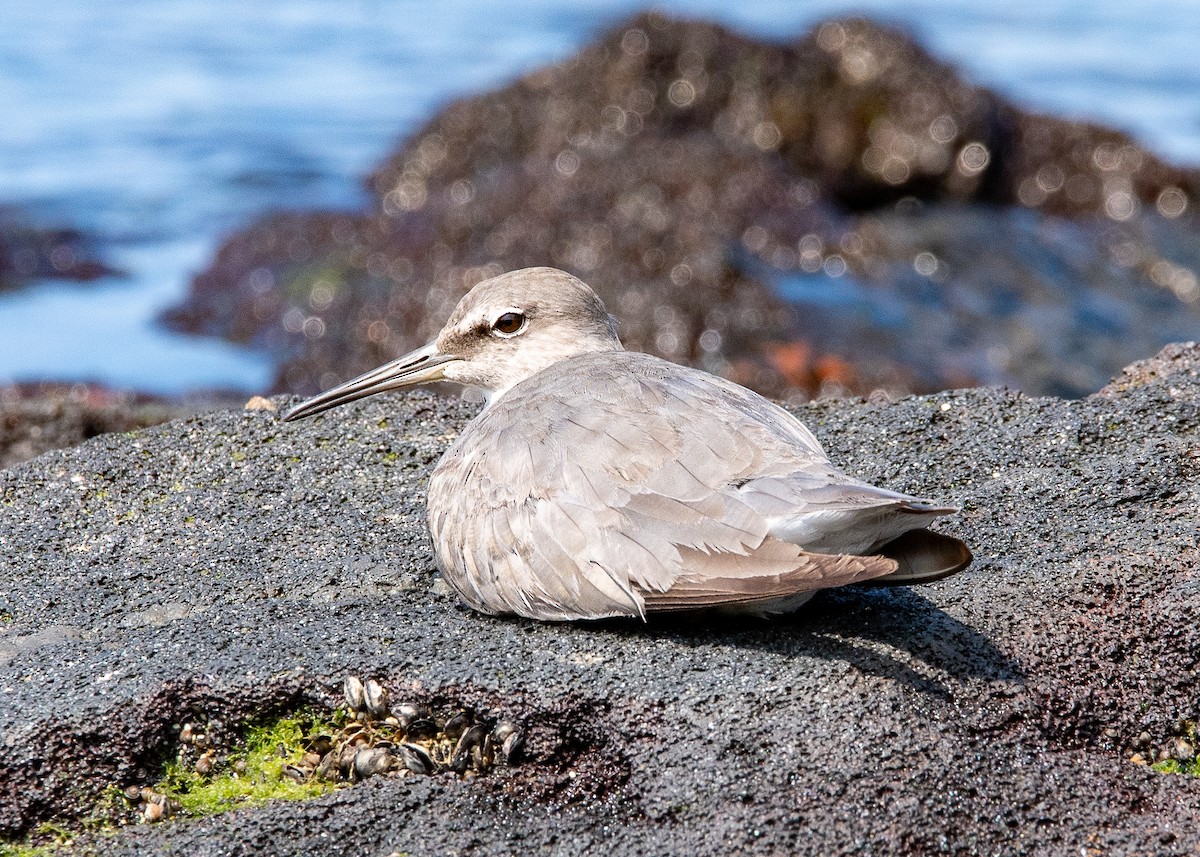 Wandering Tattler - ML624385417