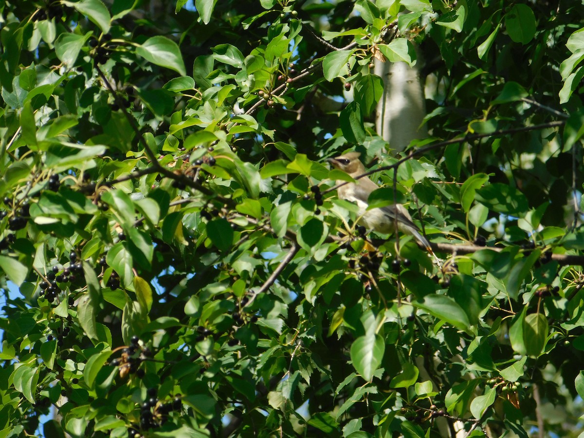 Cedar Waxwing - ML624385589