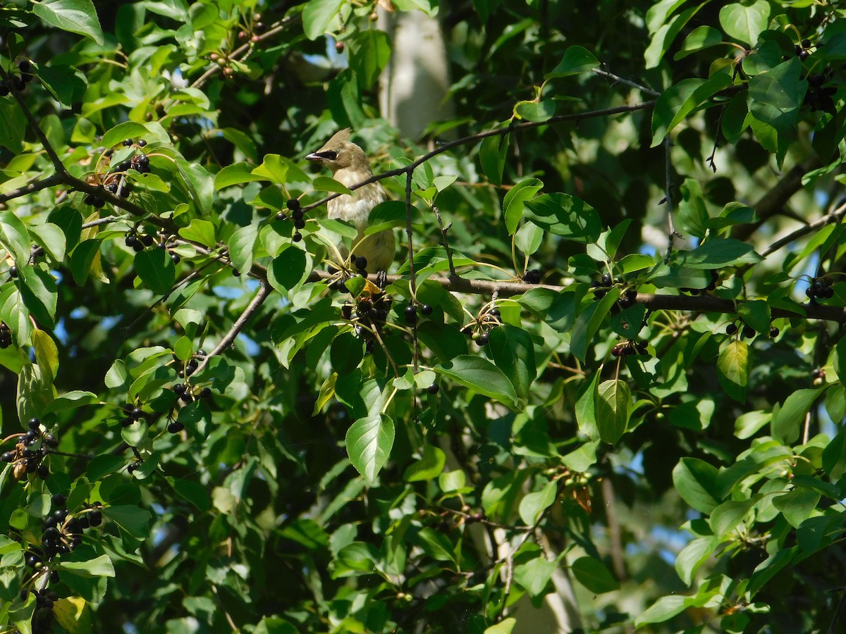 Cedar Waxwing - ML624385593
