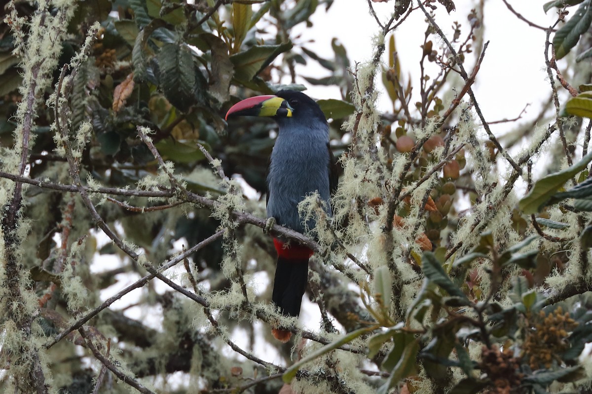 Gray-breasted Mountain-Toucan - ML624385721