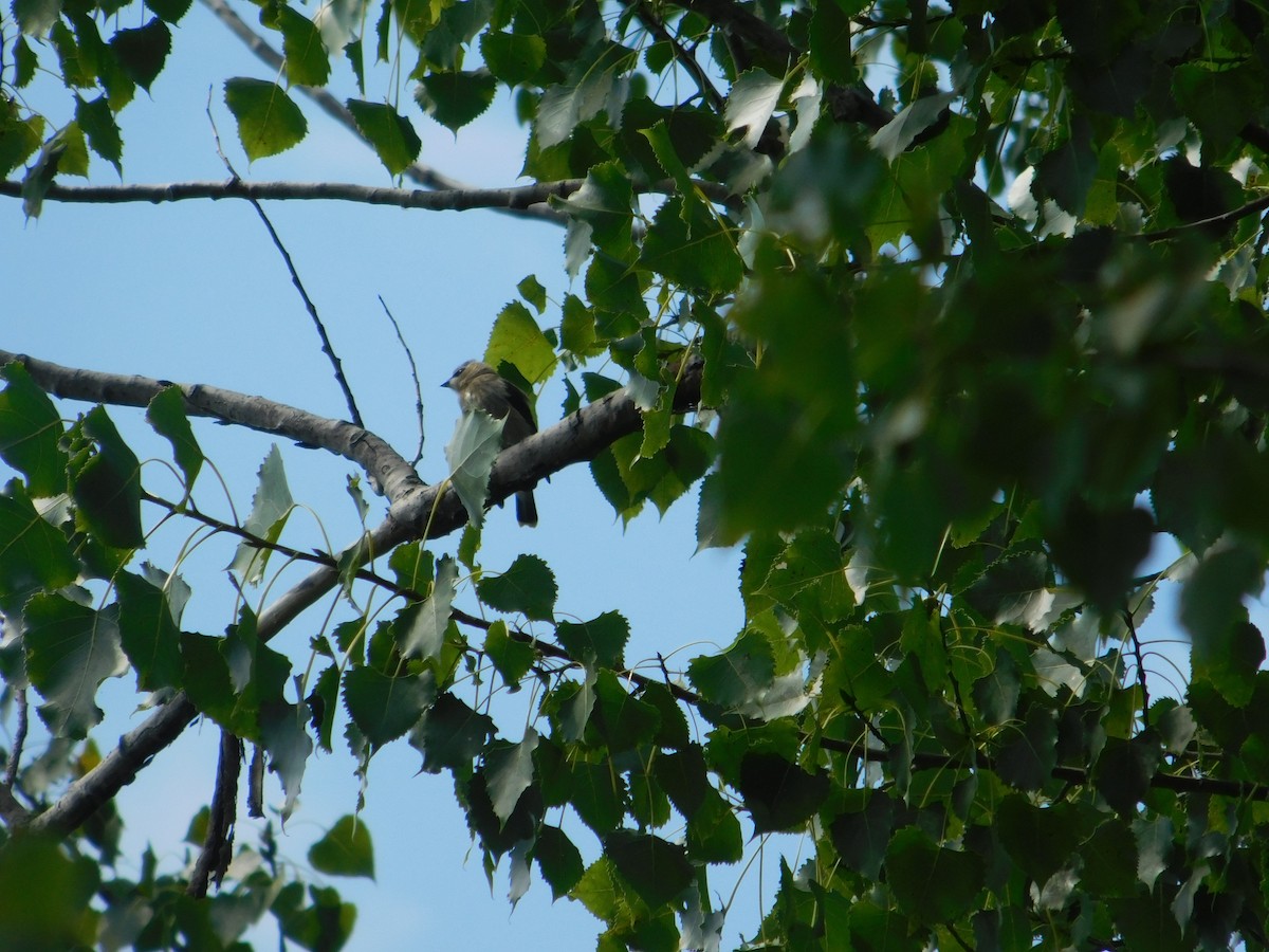 Cedar Waxwing - ML624385738