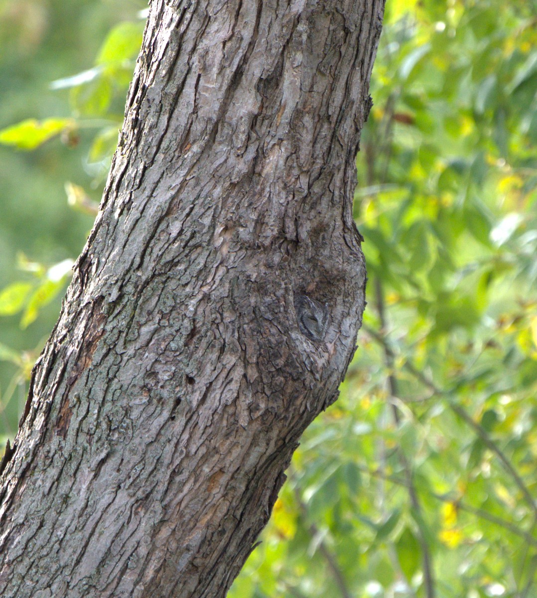 Eastern Screech-Owl - ML624385739