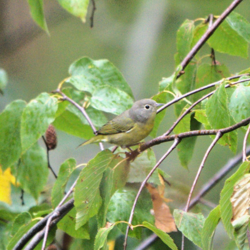 Nashville Warbler - ML624385745