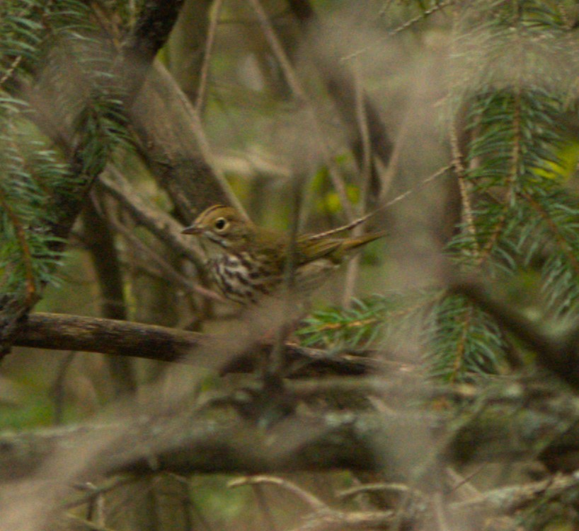 Ovenbird - ML624385751