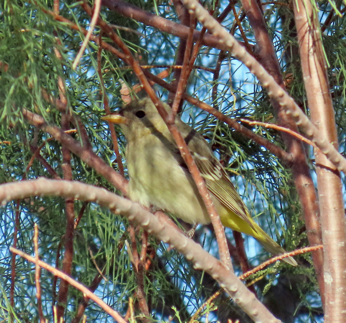 Western Tanager - ML624385787