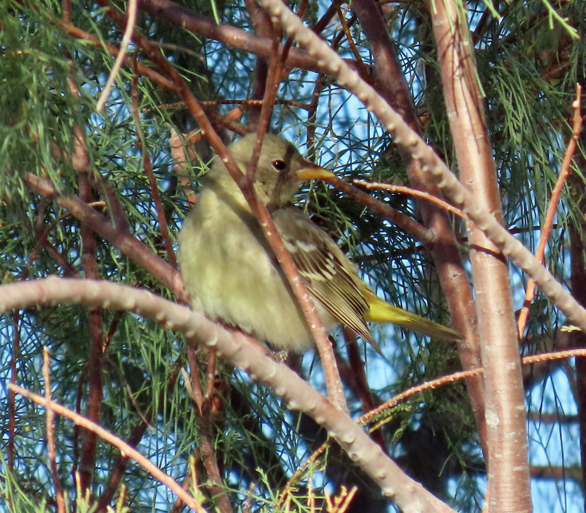 Western Tanager - ML624385788