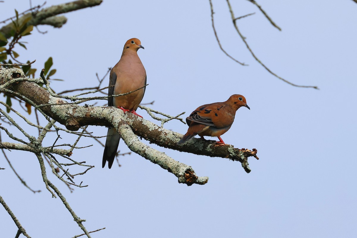 Mourning Dove - ML624385825