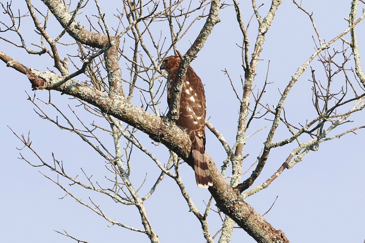 Cooper's Hawk - ML624385836