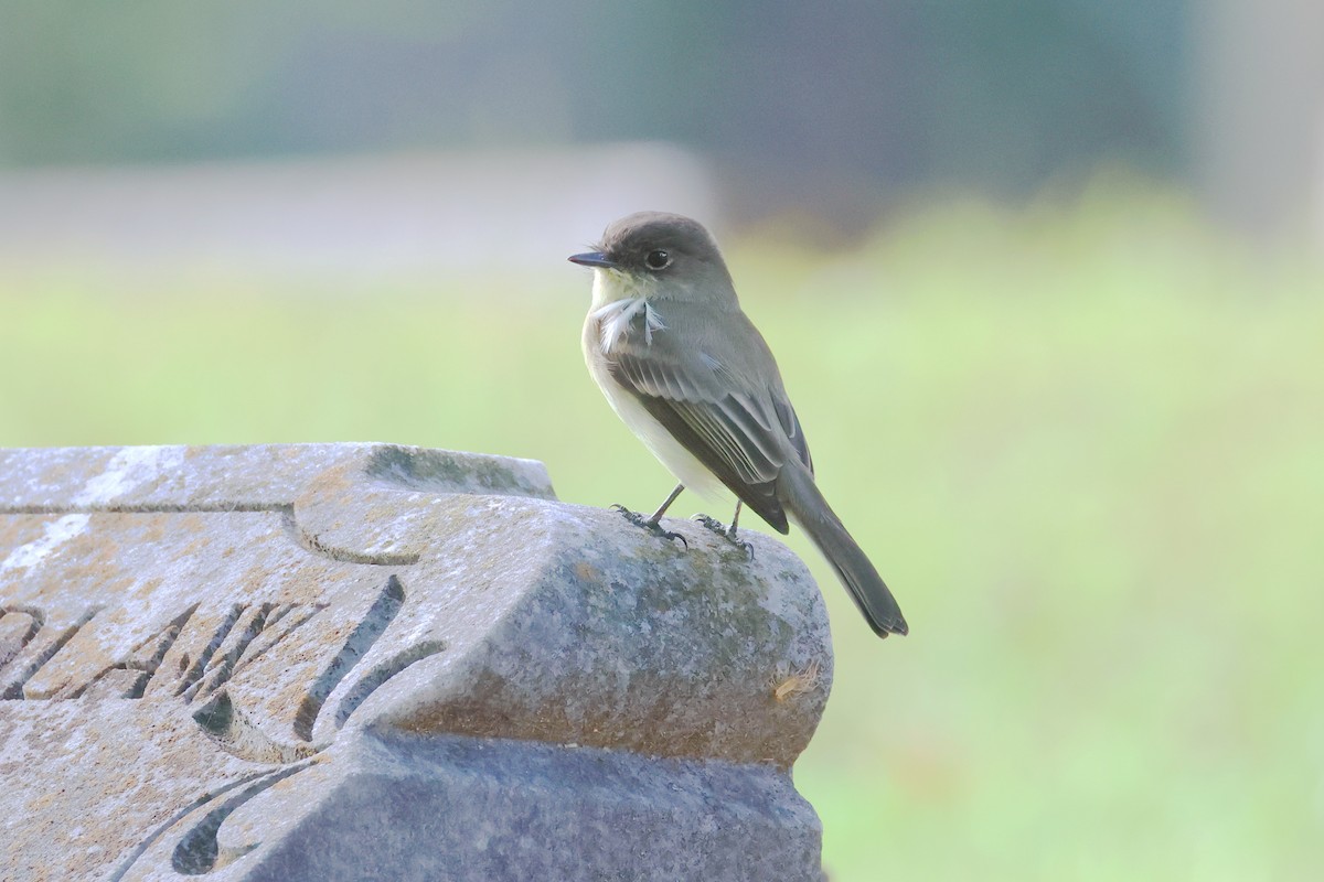 Eastern Phoebe - ML624385848