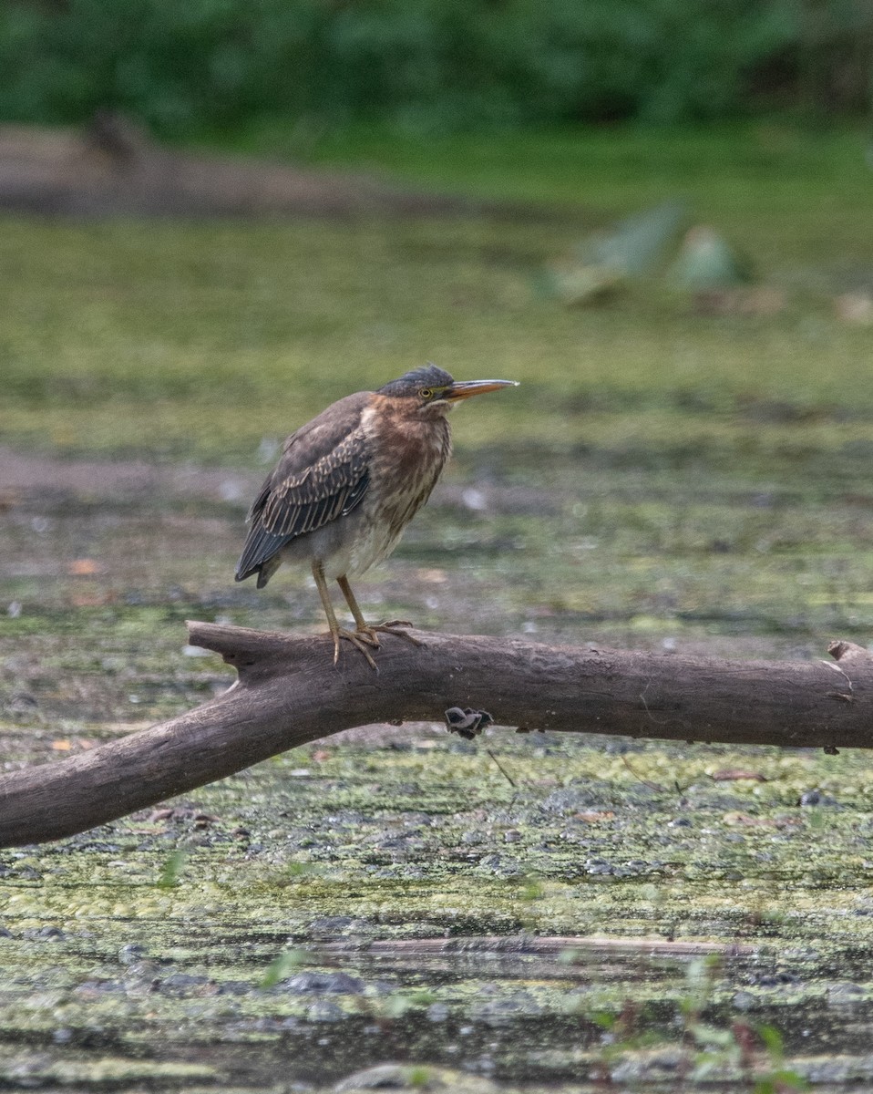 Garcilla Verde - ML624385851