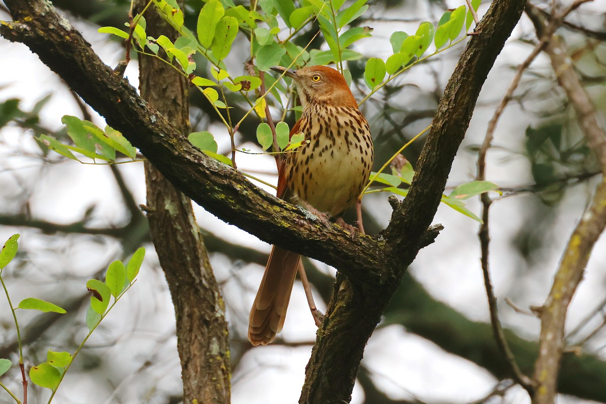 Brown Thrasher - Stan Chapman