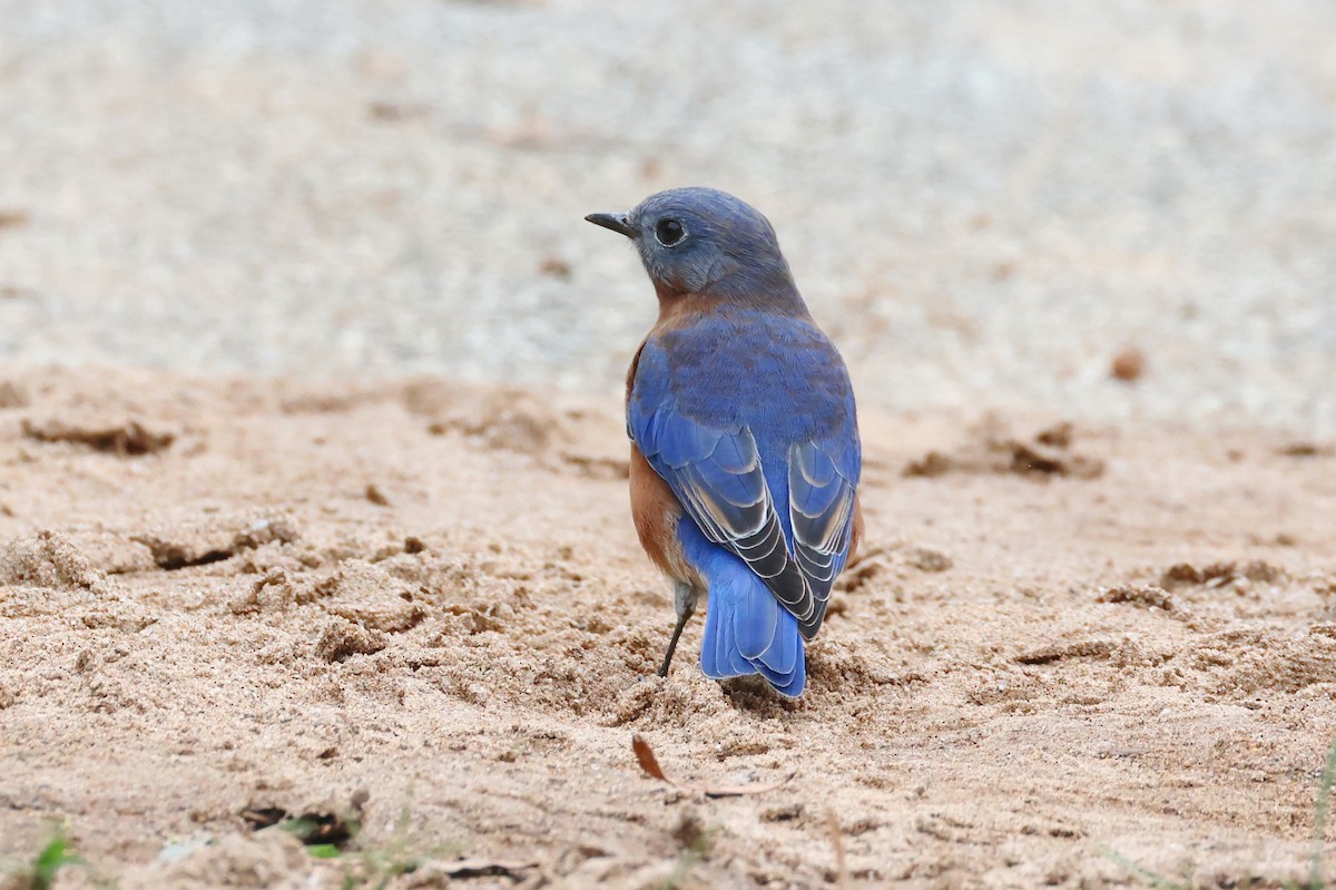 Eastern Bluebird - ML624385859