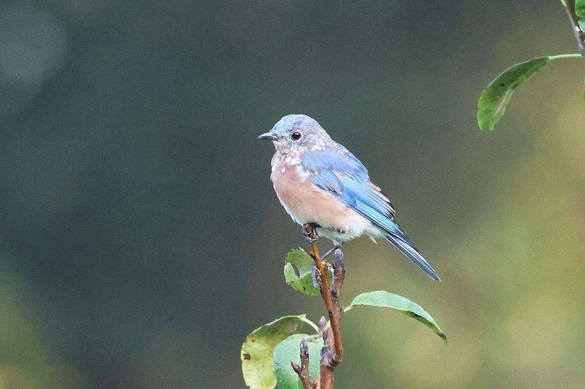 Eastern Bluebird - ML624385861