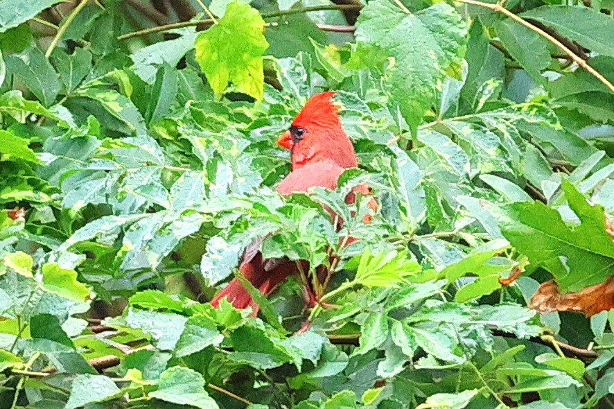 Northern Cardinal - ML624385921