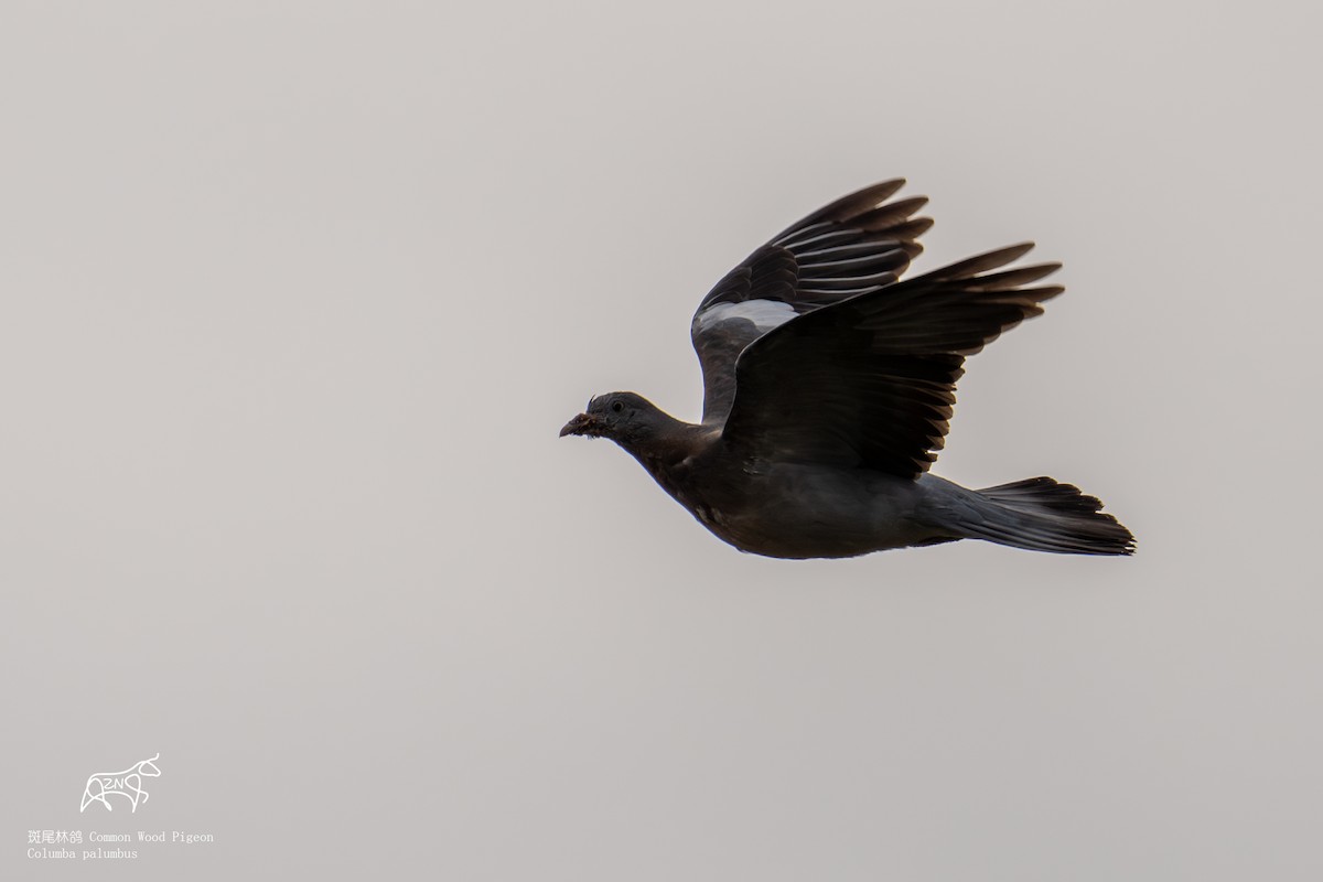 Common Wood-Pigeon - ML624386072